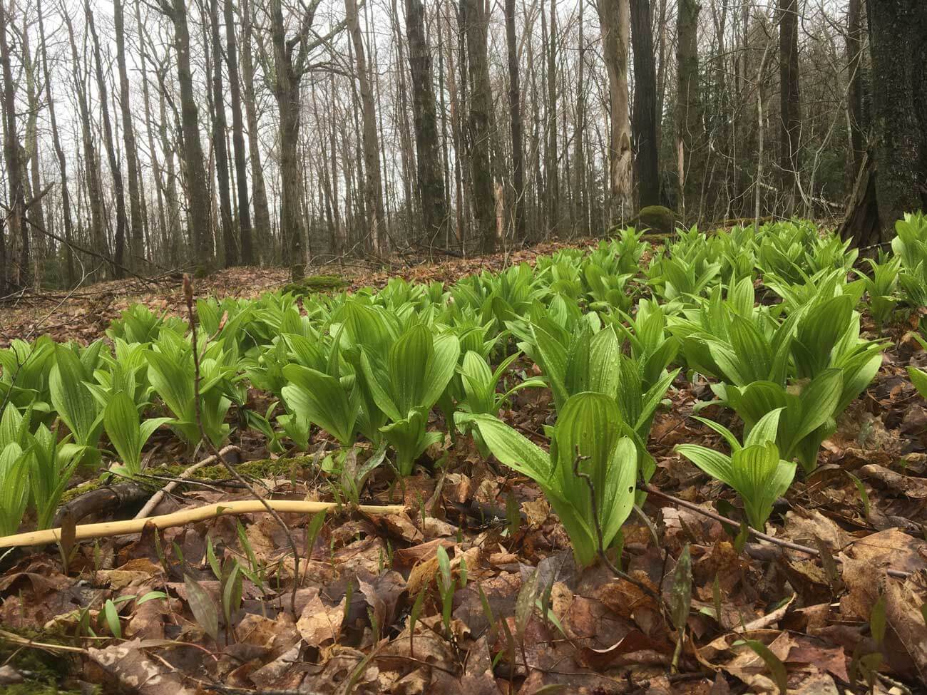 Indian Poke (Veratrum viride) Toxic plant!