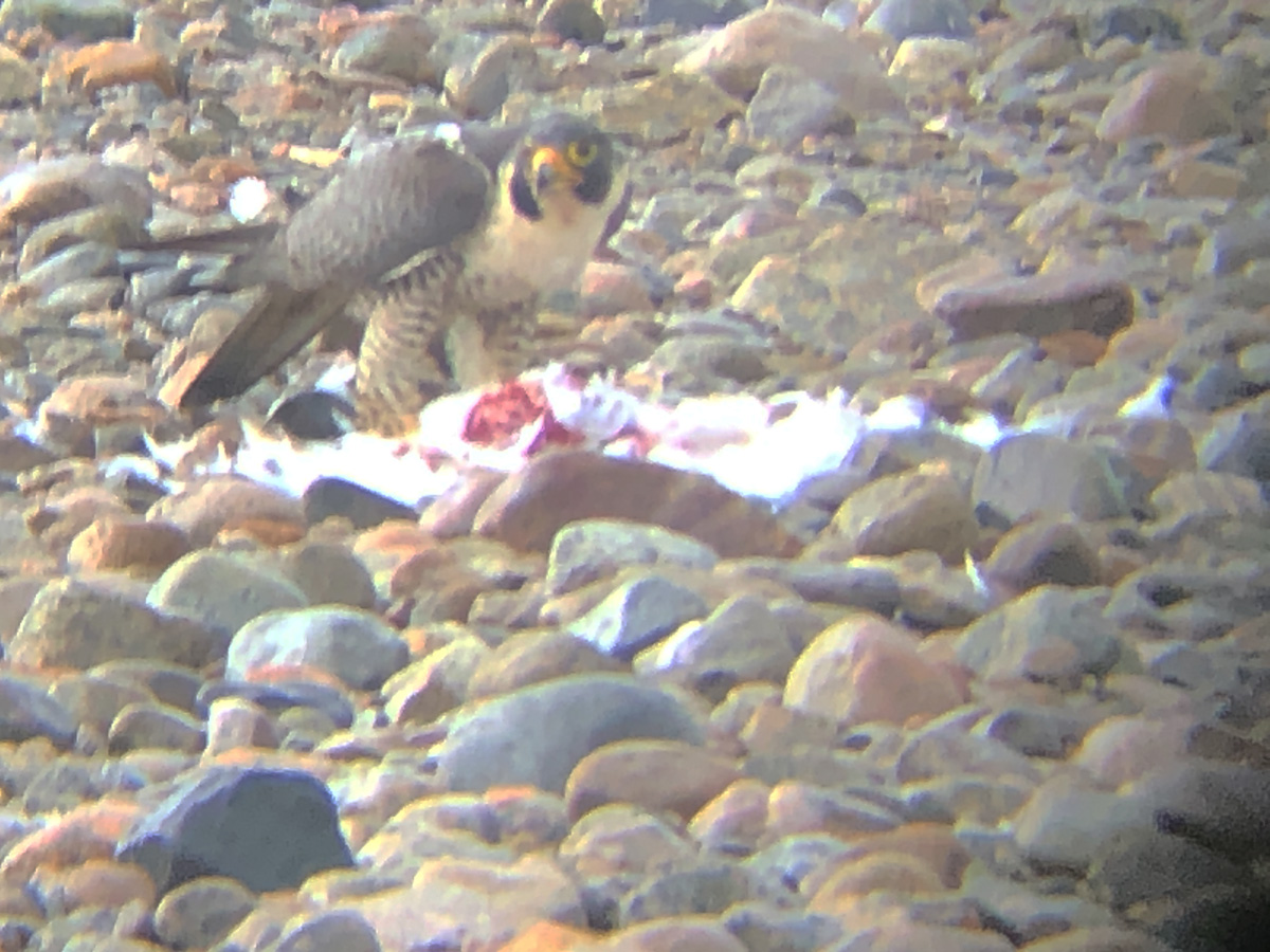 peregrine falcon