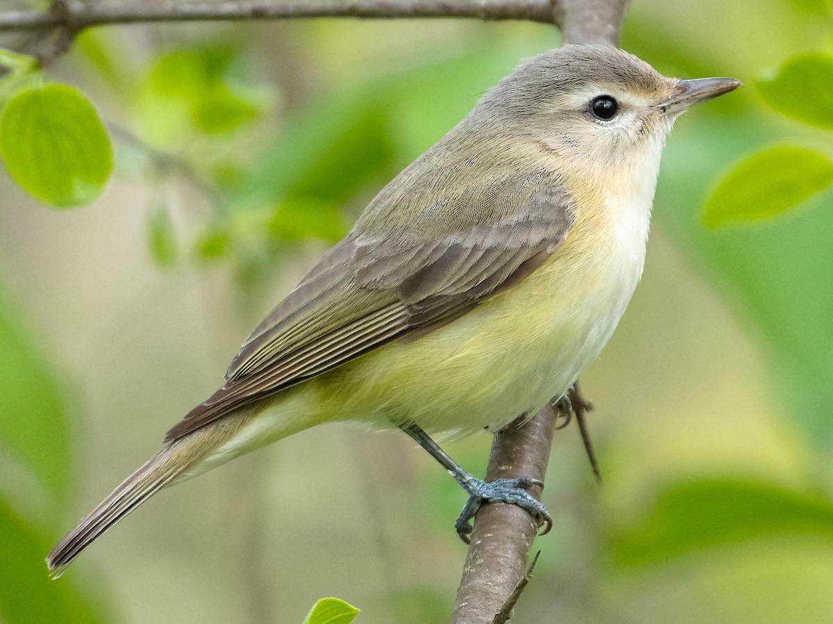 warbling vireo